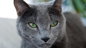 Anatoli
