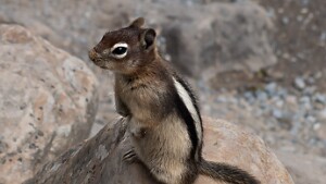 Wildtiere